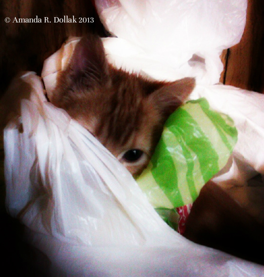Boomer Hiding in Bags